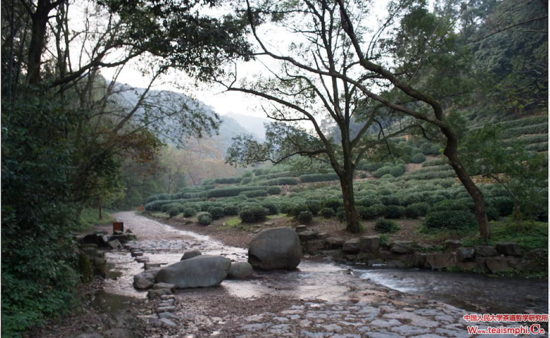 玄峰：茶体现了中国人的山水情怀