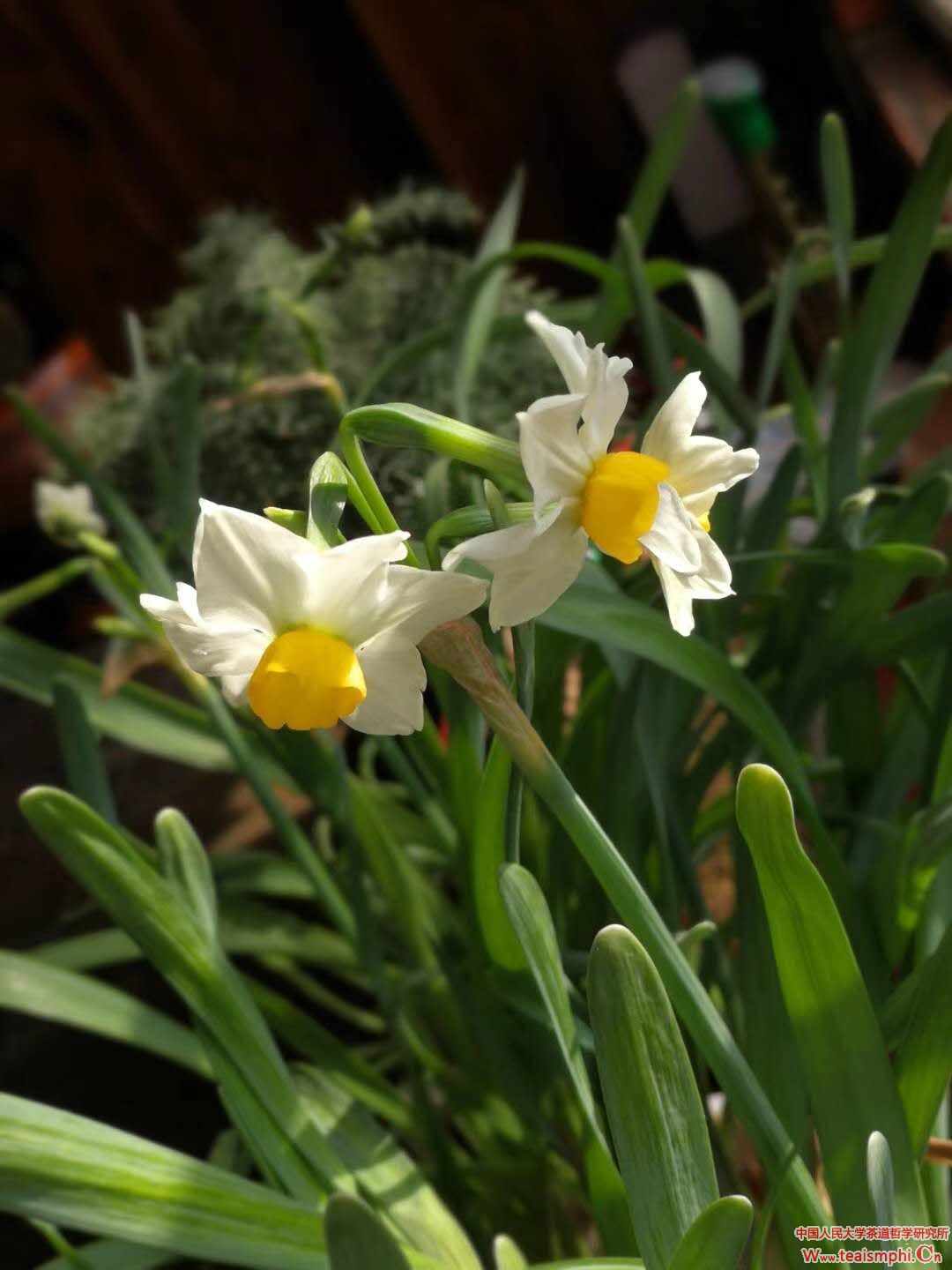 李锡洪：水仙花·水仙茶（上）